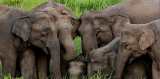 Elephants Facts | हाथियों के बारे में शीर्ष 10 तथ्य | Top Best10 Facts About Elephants