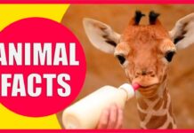Amazing Facts About Animals | अमेजिंग फैक्ट्स अबाउट अनिमल्स | एनिमल्स के बारे में अमेजिंग फैक्ट्स