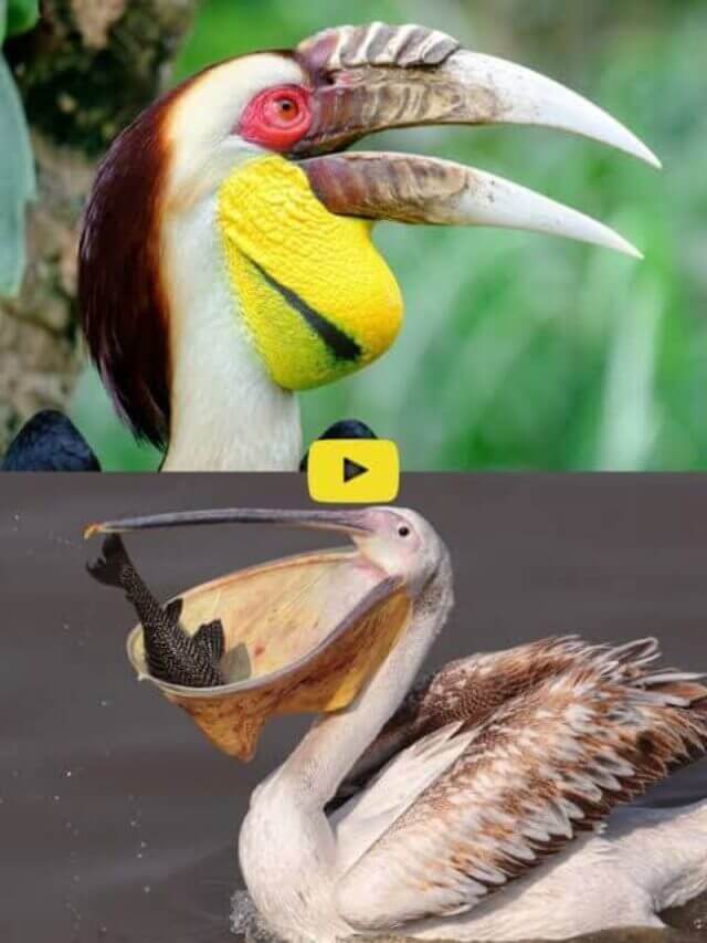 Birds with reckless hunting style