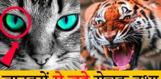 Janvaron ke bare mein majedar facts | जानवरों के बारे में मजेदार तथ्य
