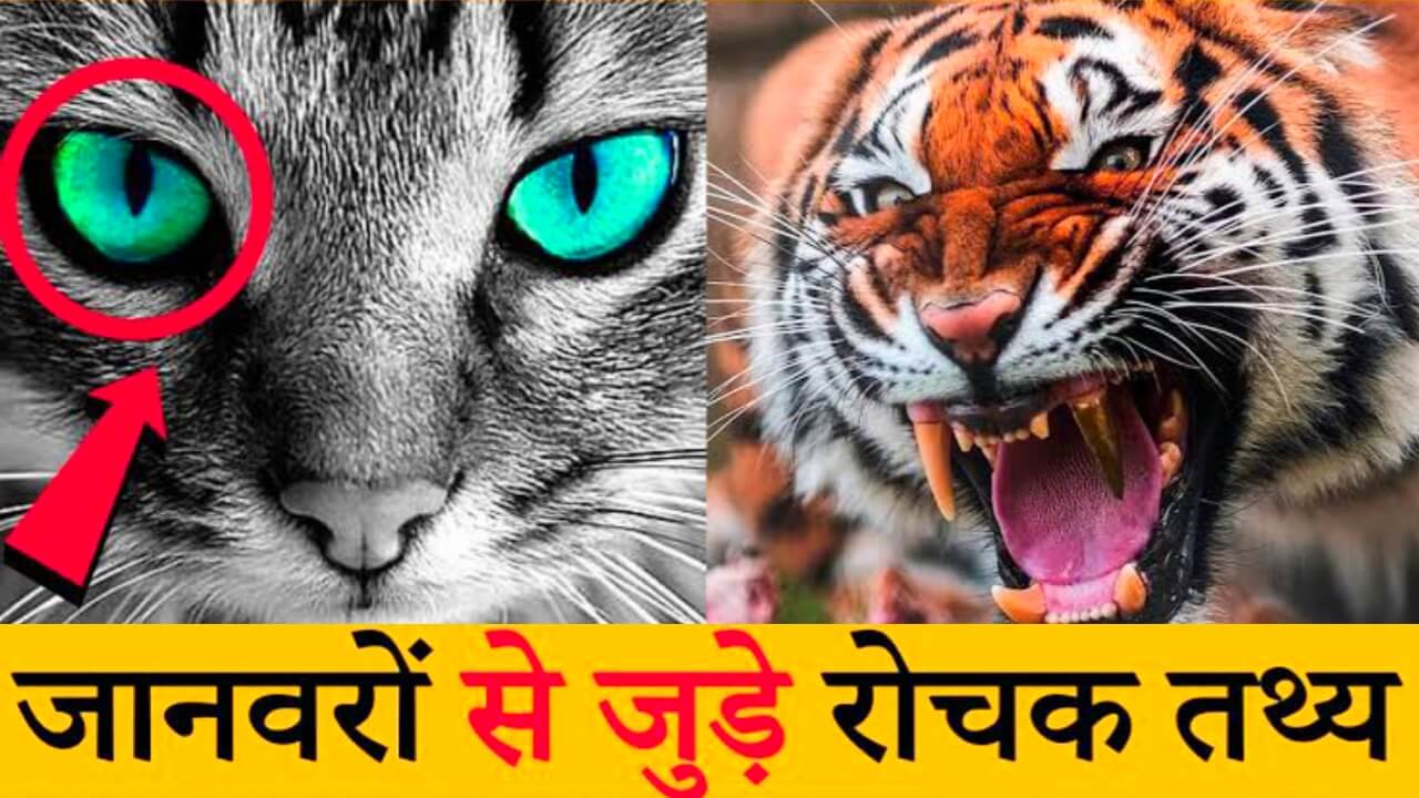Janvaron ke bare mein majedar facts जानवरों के बारे में मजेदार तथ्य