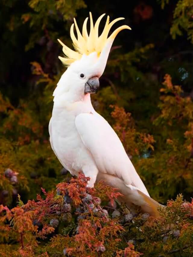 10 Talking Birds That Make Awesome Pets