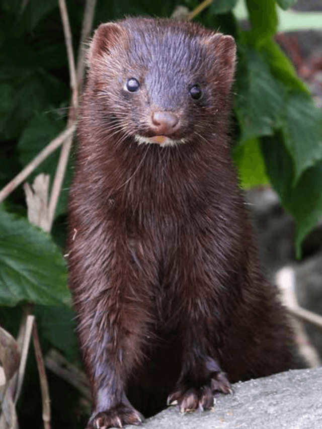 8 Animals That Eat Fish