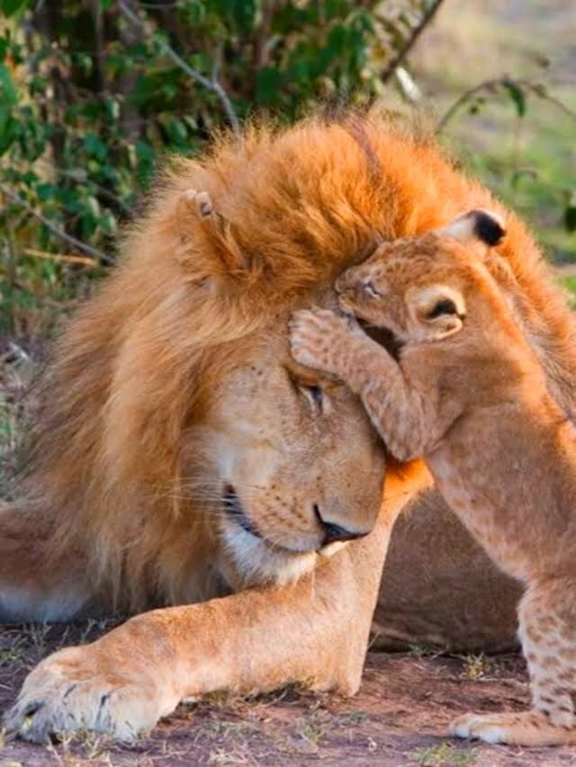 4 Amazing Dads of The Animal Kingdom