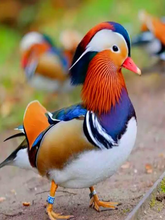 EXPLORING THE WORLDS MOST BEAUTIFUL AVIAN SPECIES