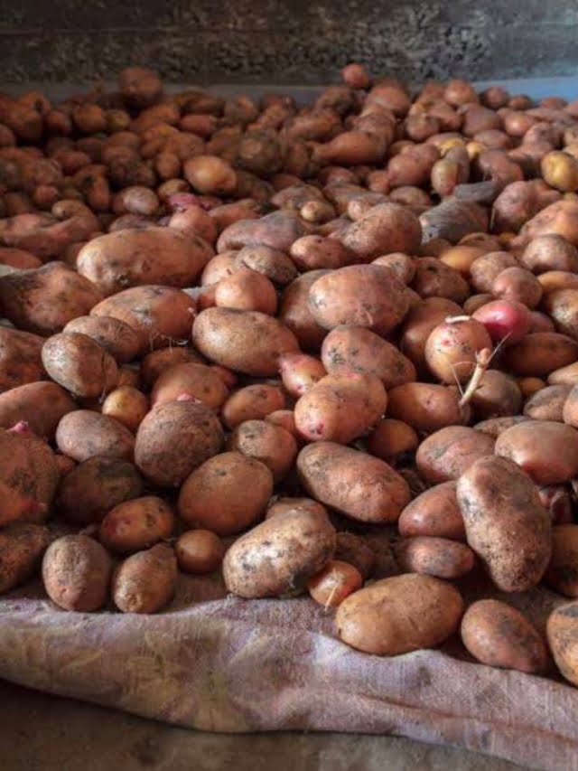 HOW TO STORE POTATO FOR LONG TIME