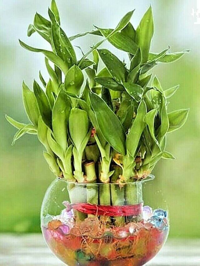 lucky-bamboo-8-reasons-why-its-the-best-indoor-plant