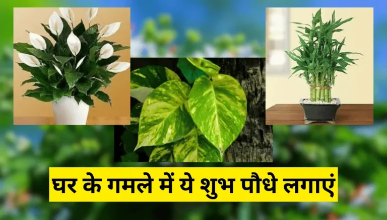 गमले में लगाएं ये शुभ पौधे