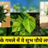 गमले में लगाएं ये शुभ पौधे