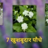 7 खुशबूदार पौधे
