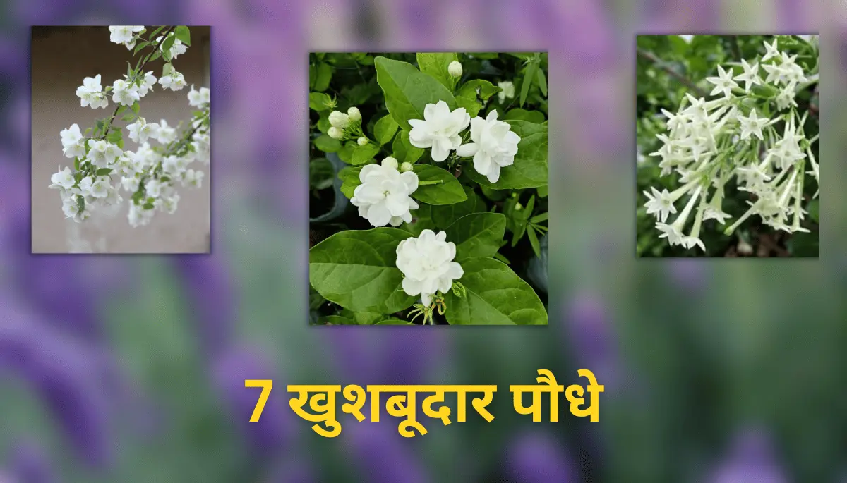 7 खुशबूदार पौधे